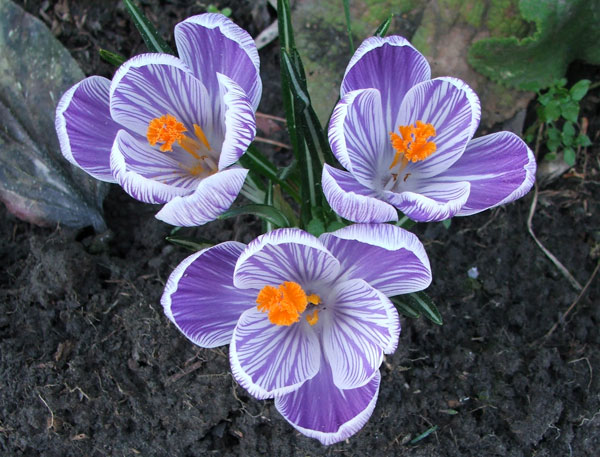 crocus-spring.jpg