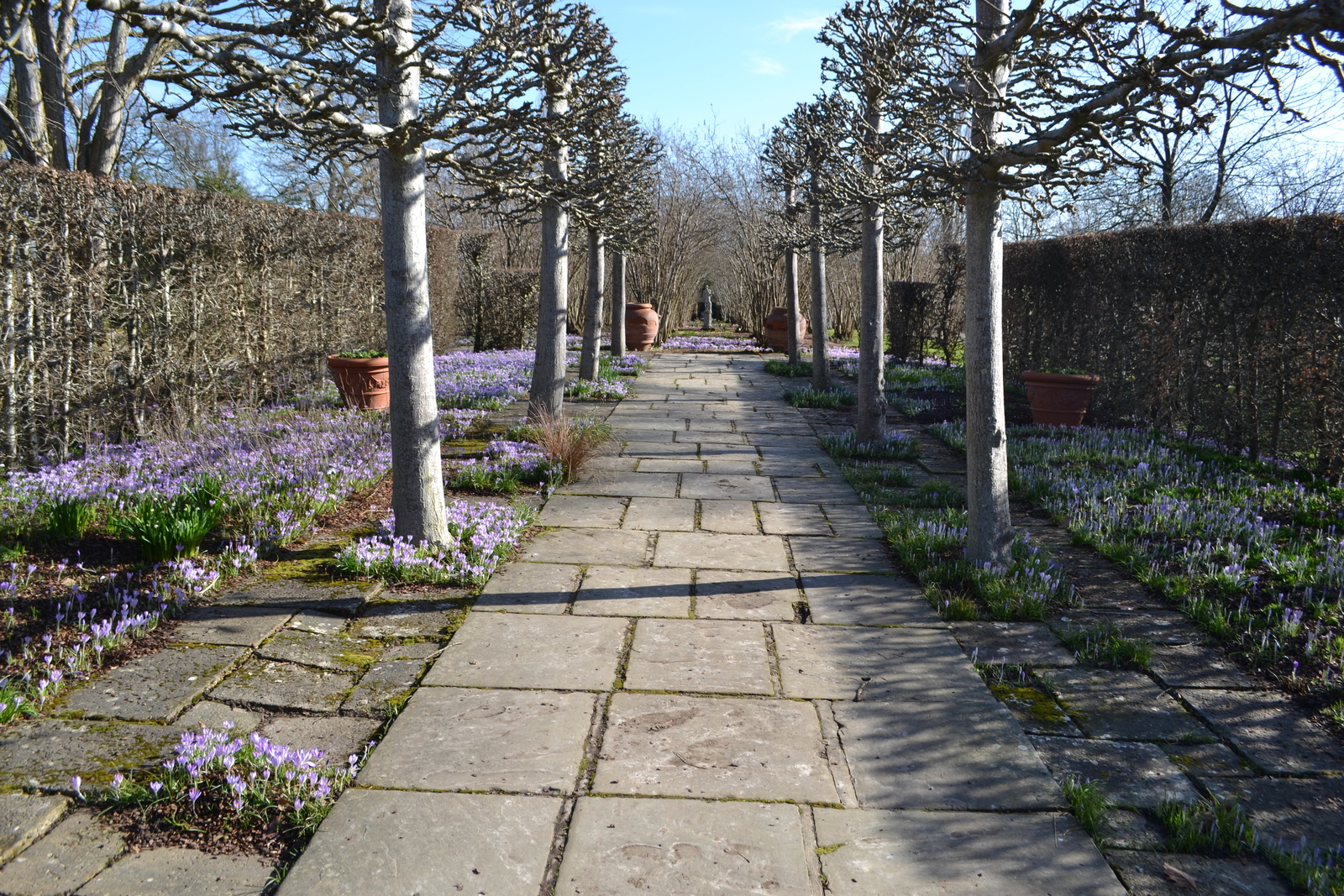 crocus-tommasinianus-in-lime-walk.jpg