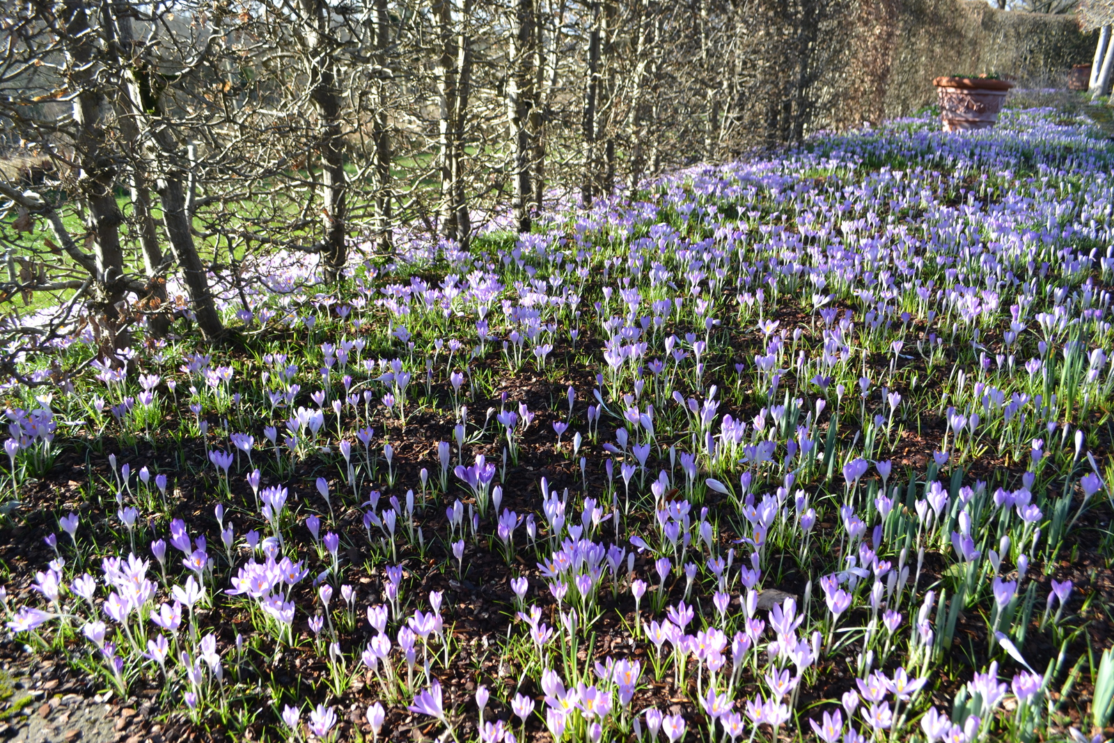 crocus-tommasinianus.jpg