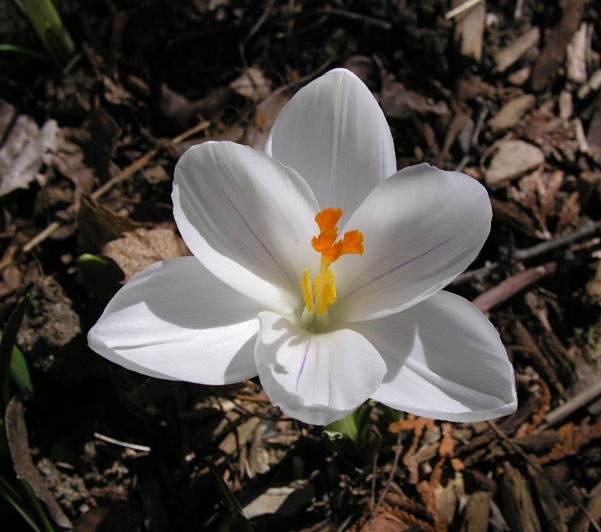 crocus-white.jpg