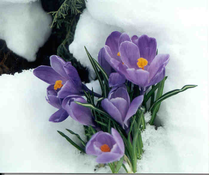 crocus2.jpg