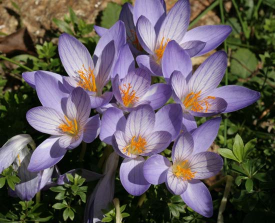 crocus665web.jpg