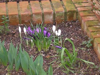 crocus_lilas_muriendo_y_blanco_naciendo_25-02-07.JPG