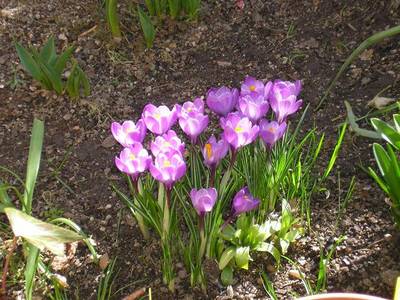 crocus_lilas_recien_florecidos_16-02-07.JPG