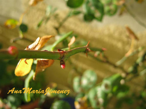 Crocus_R_yemas_-_2012-01-20.jpg