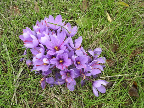 crocus_sativus.jpg