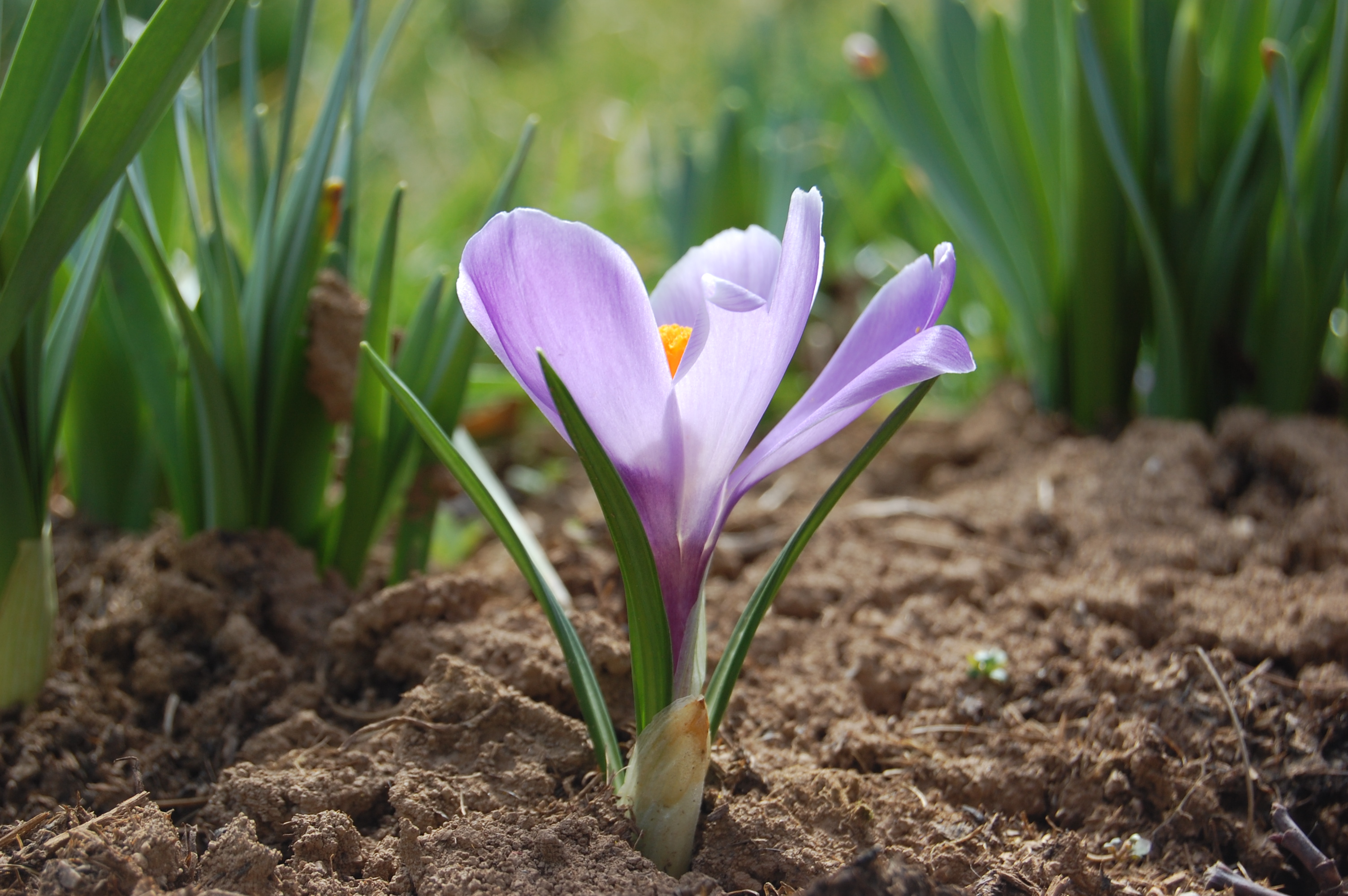 Crocus_vernus.jpg