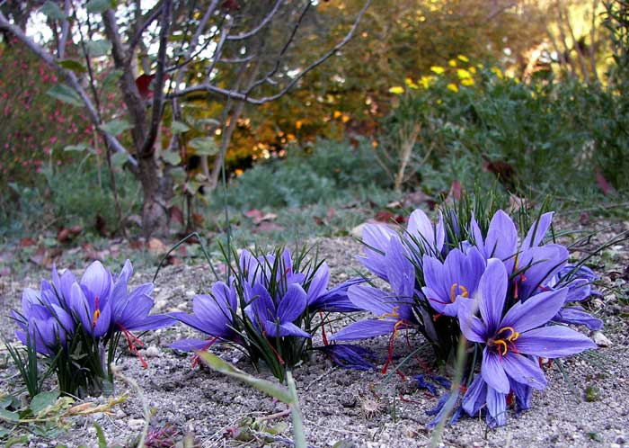 crocussativus.jpg