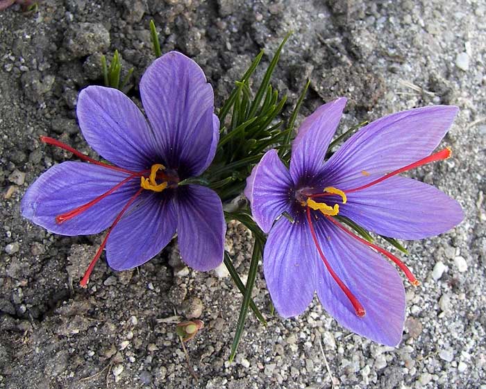 crocussativus1.jpg