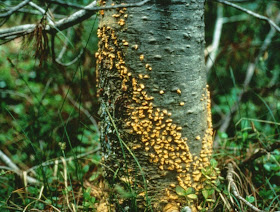 Cronartium_ribicola0.jpg