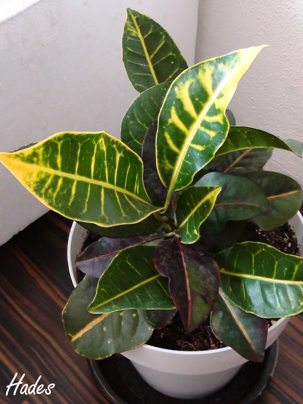 croton.jpg