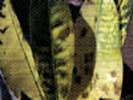 croton-xantomo.jpg