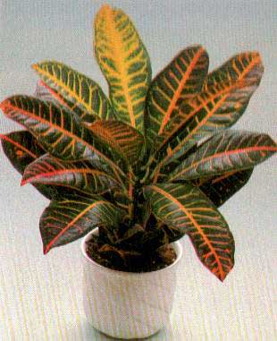 croton2.jpg