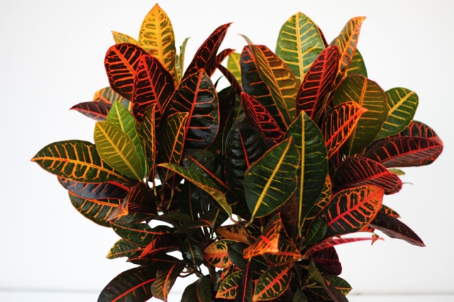 croton_02.jpg