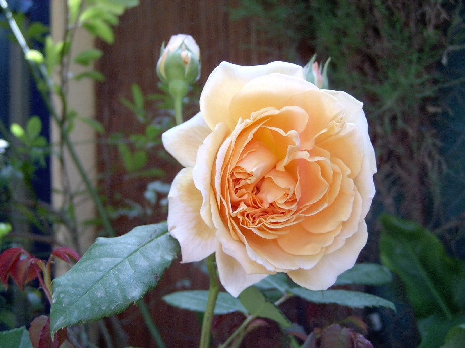 Crown%20Princess%20Margareta%20%202.jpg