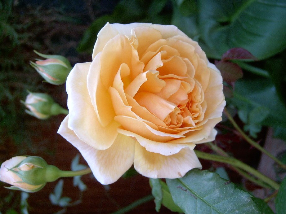 Crown%20Princess%20Margareta%20%203.jpg