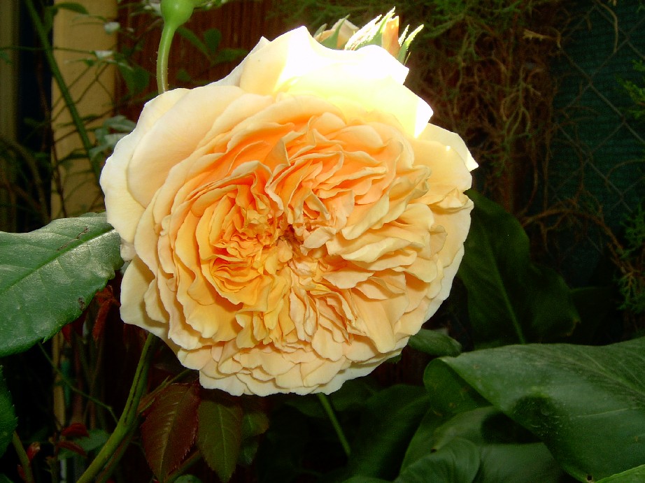 Crown%20Princess%20Margareta%20%204.jpg
