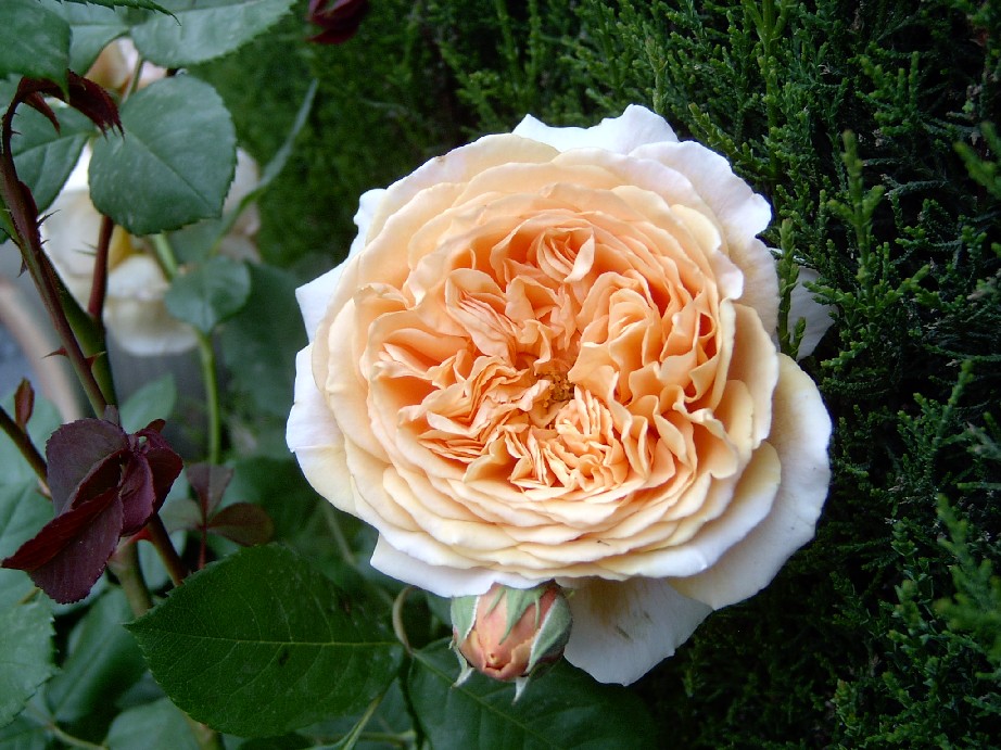 Crown%20Princess%20Margareta%201.jpg
