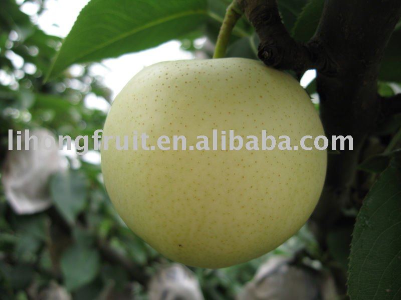 Crown_Pear.jpg