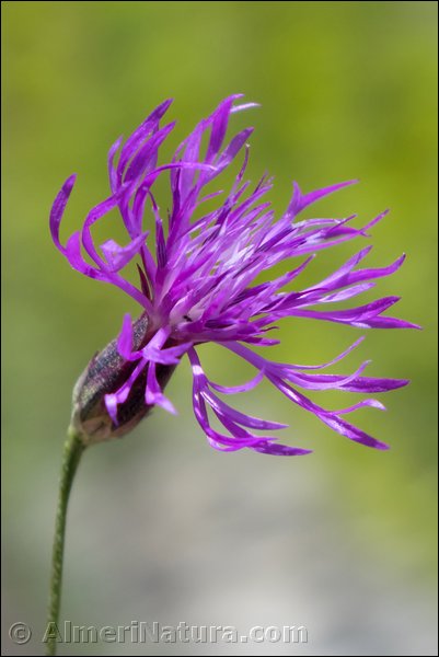 crupina-crupinastrum.jpg