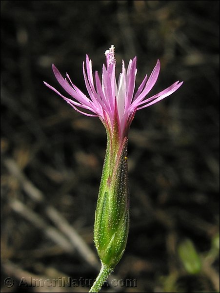 crupina-vulgaris.jpg