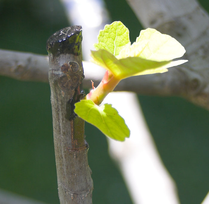 CRW_2016-01.jpg