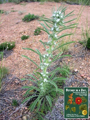 Cryptantha_spp.Chatfield.jpg