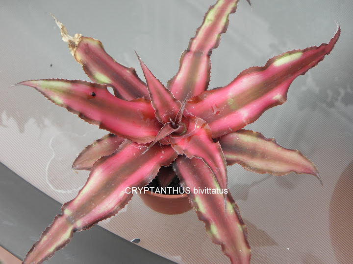 Cryptanthus%252520bivittatus%252528BROMELIA%252529.JPG
