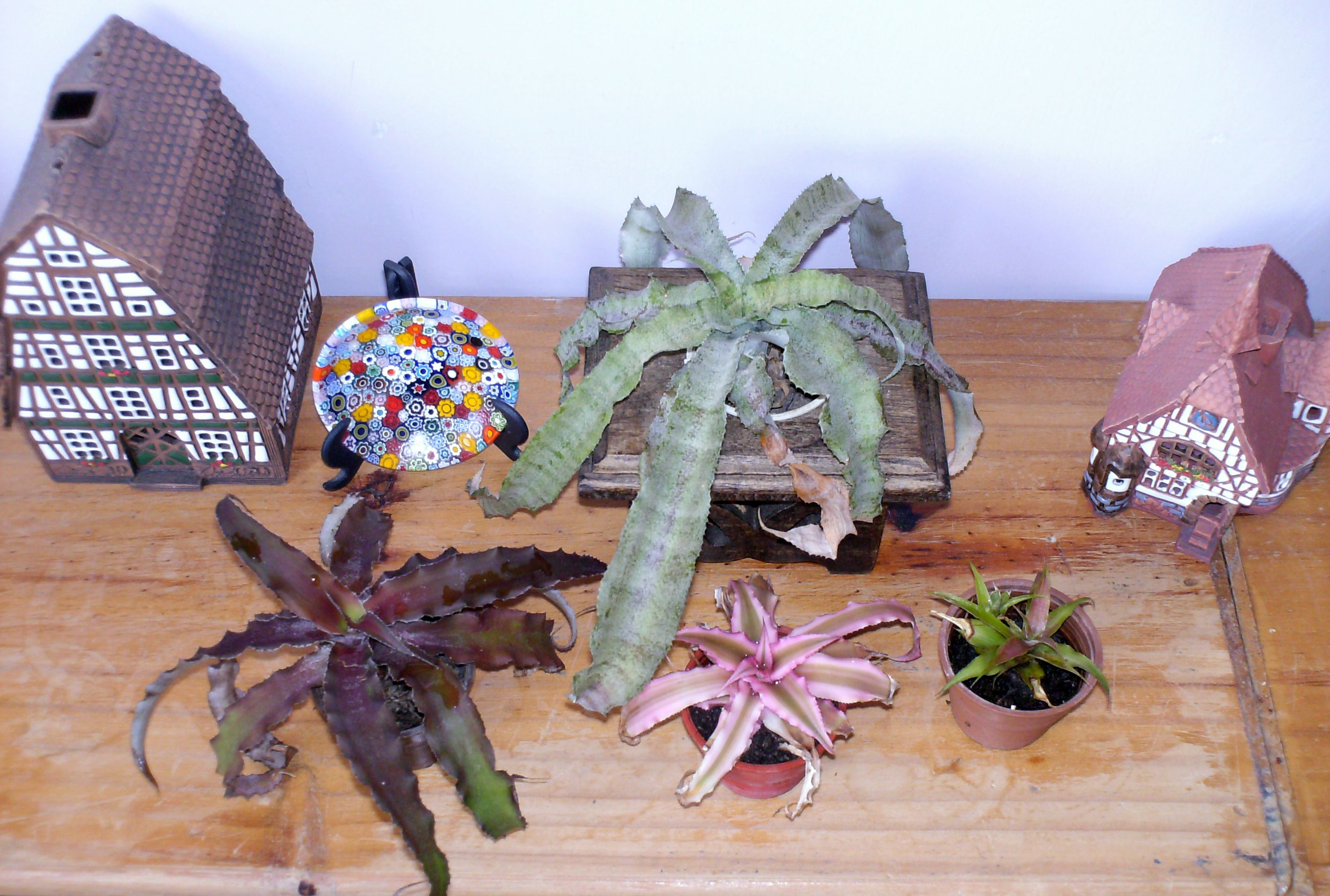 cryptanthus.jpg