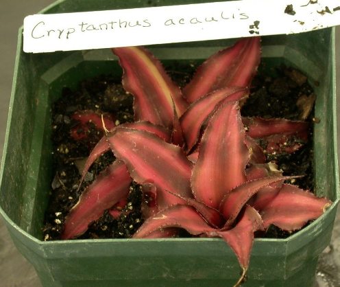 cryptanthus.JPG