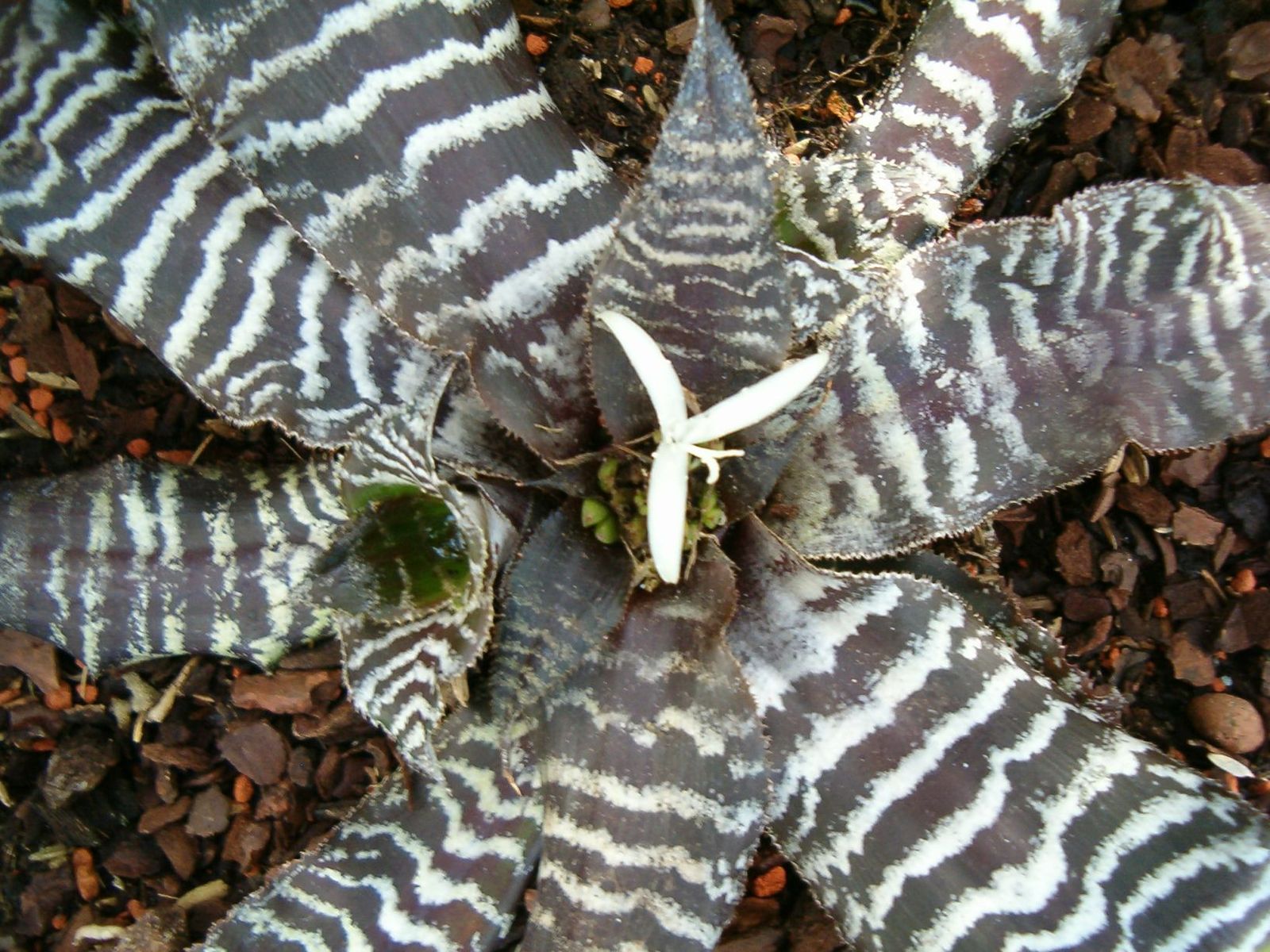 Cryptanthus_zonatus_HabitusFlower_BotGardBln1006a.JPG