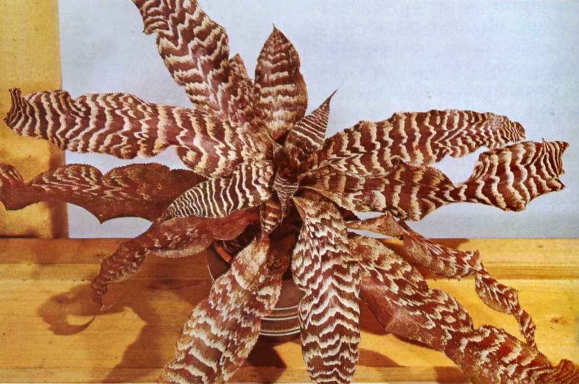 Cryptanthuszonatus.jpg
