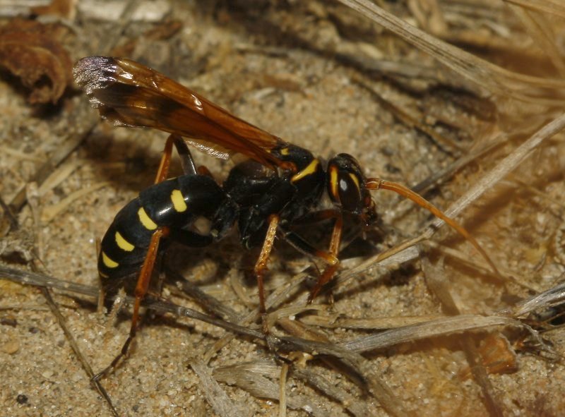 Cryptocheilus%20aa_4451.jpg