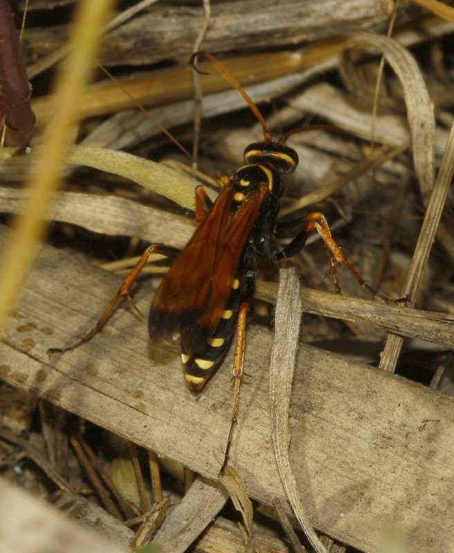 Cryptocheilus%20aa_4458.jpg