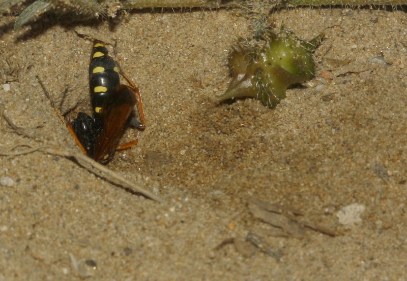 Cryptocheilus%20aa_4482.jpg