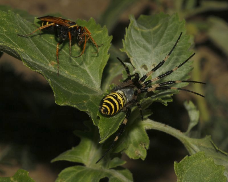 Cryptocheilus%20aa_4507.jpg
