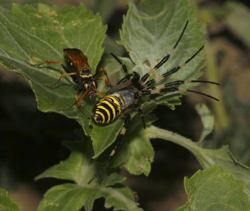 Cryptocheilus%20aa_4509.jpg