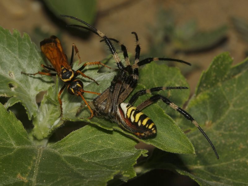 Cryptocheilus%20aa_4516.jpg