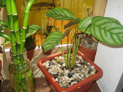 ctenanthe 20-08-06.jpg