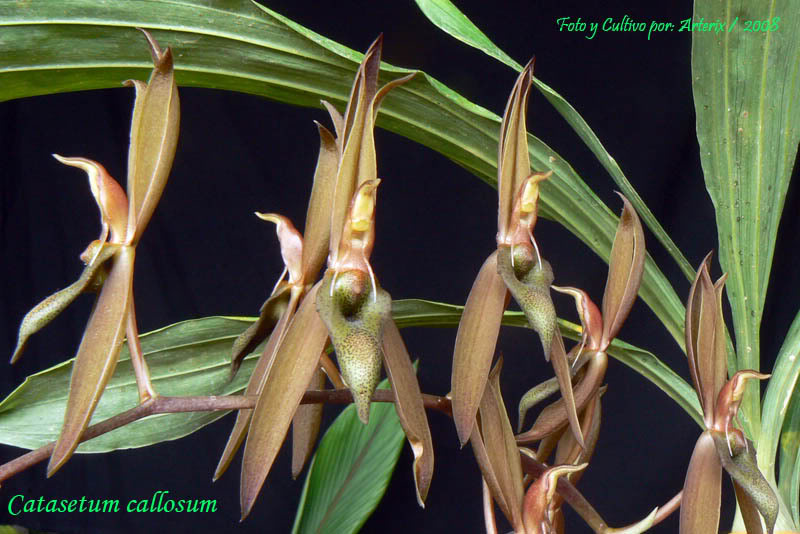 Ctsm_callosum_crema_001.jpg