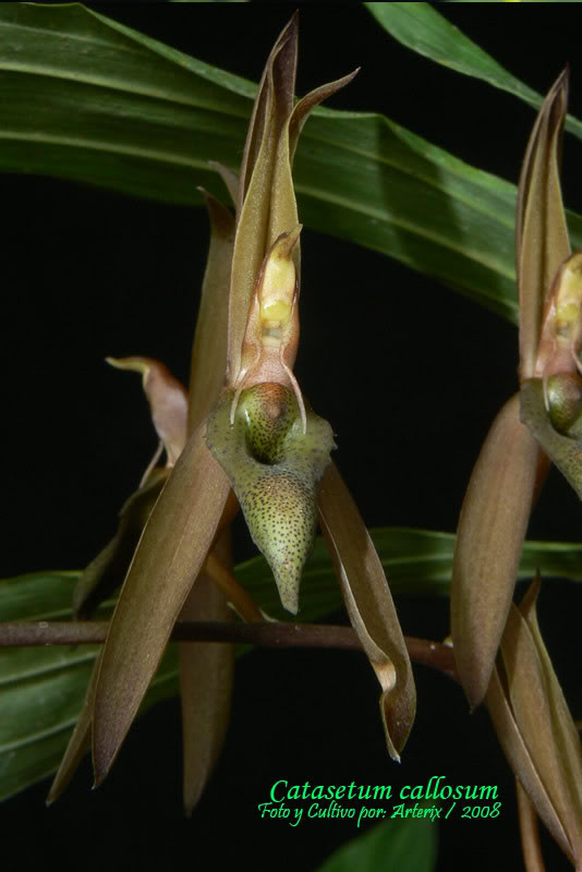 Ctsm_callosum_crema_002.jpg