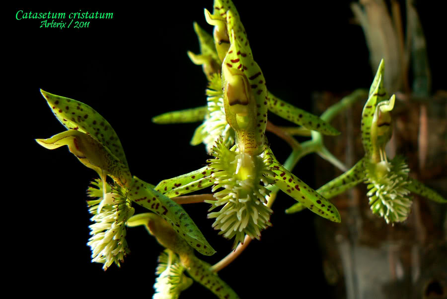 Ctsm_cristatum_005.jpg