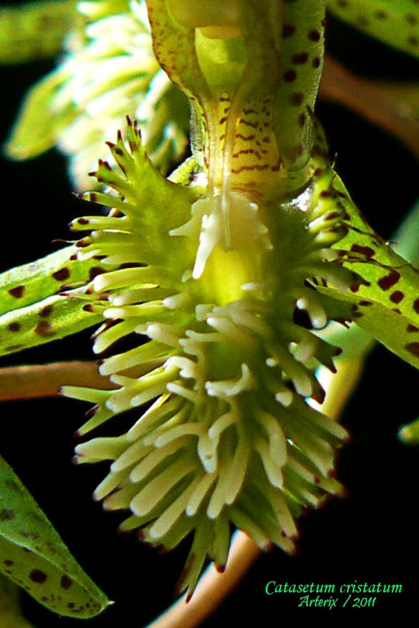 Ctsm_cristatum_006.jpg