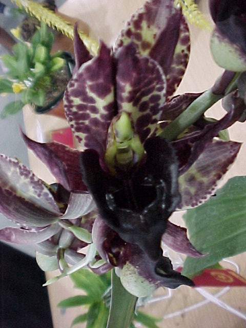 ctsm_expansum_x_sanguineum.jpg