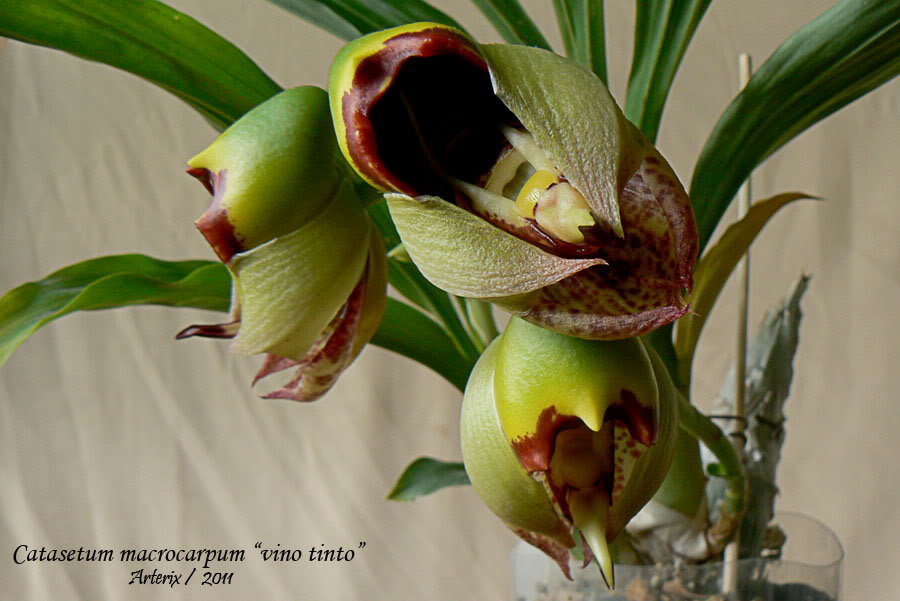 ctsm_macro_vinotinto_01.jpg