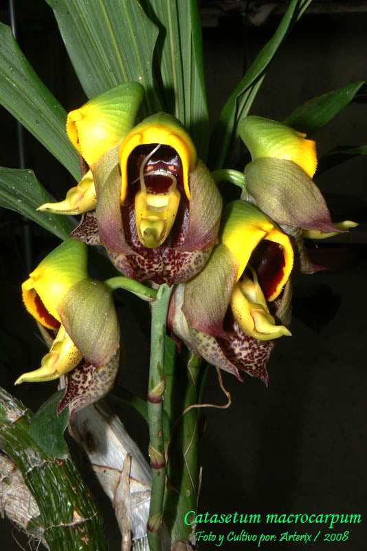 Ctsm_macrocarpum_003.jpg