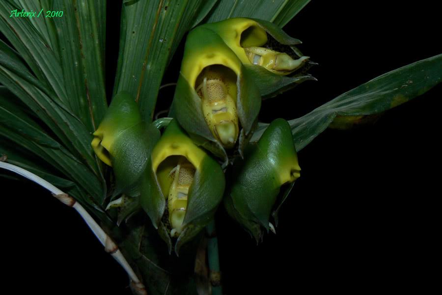 Ctsm_macrocarpum_verde_01.jpg