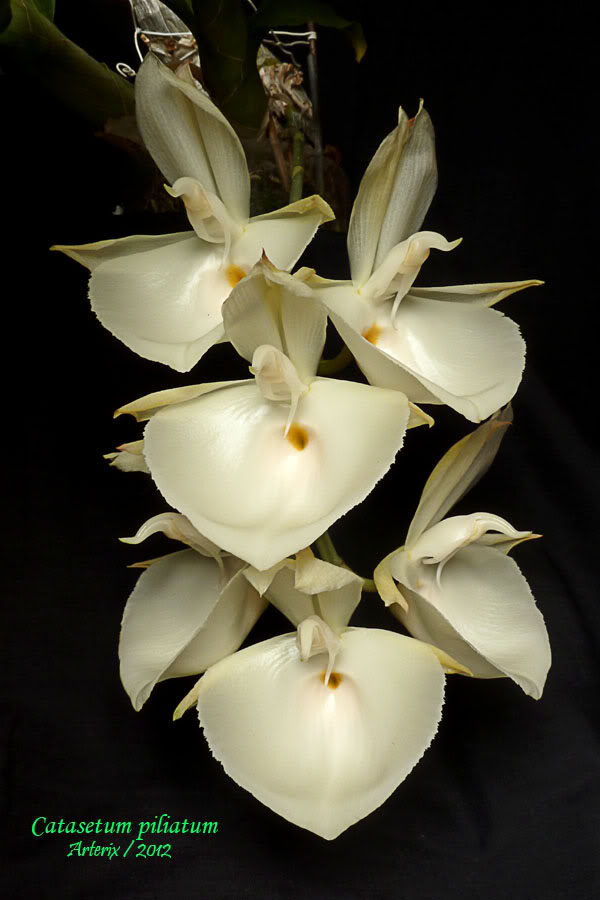 ctsm_piliatum2_001.jpg