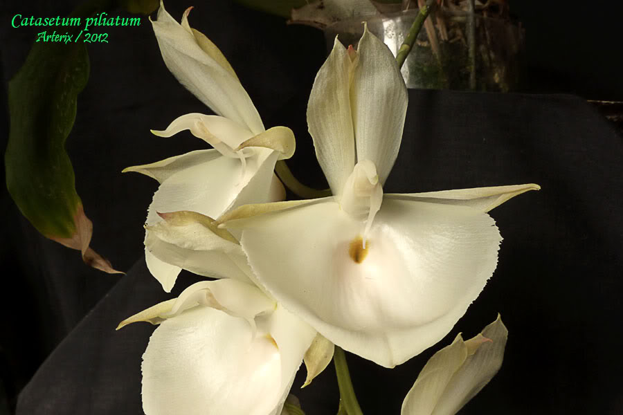 ctsm_piliatum2_002.jpg