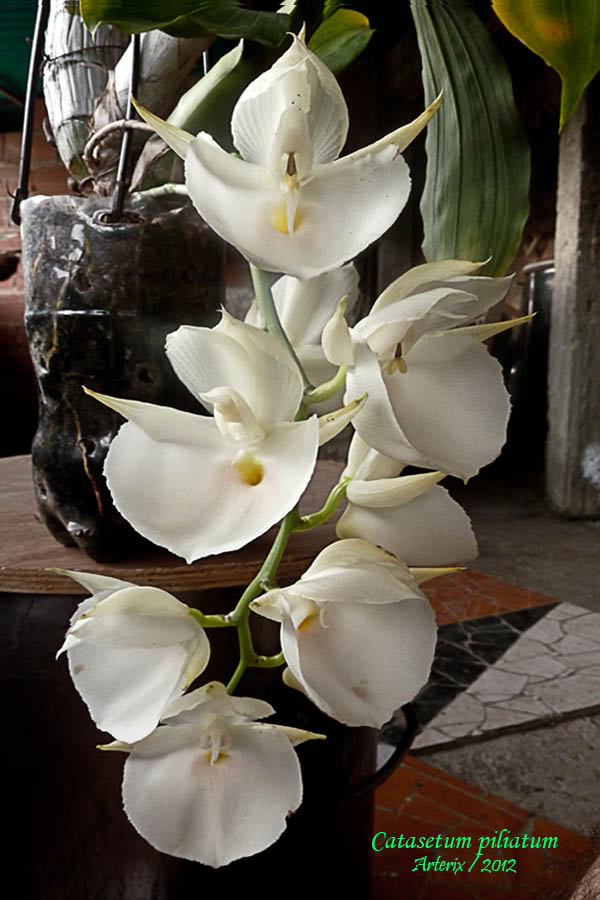 ctsm_piliatum_001.jpg